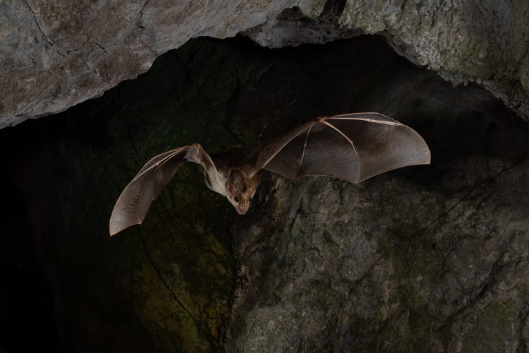 Microbats Perth Microbats – Bat Conservation and Rescue QLD Inc