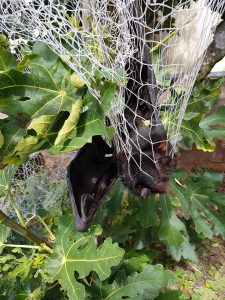 Entrapment in large aperture fruit netting – Bat Conservation and