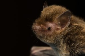 Microbats Perth Microbats – Bat Conservation and Rescue QLD Inc