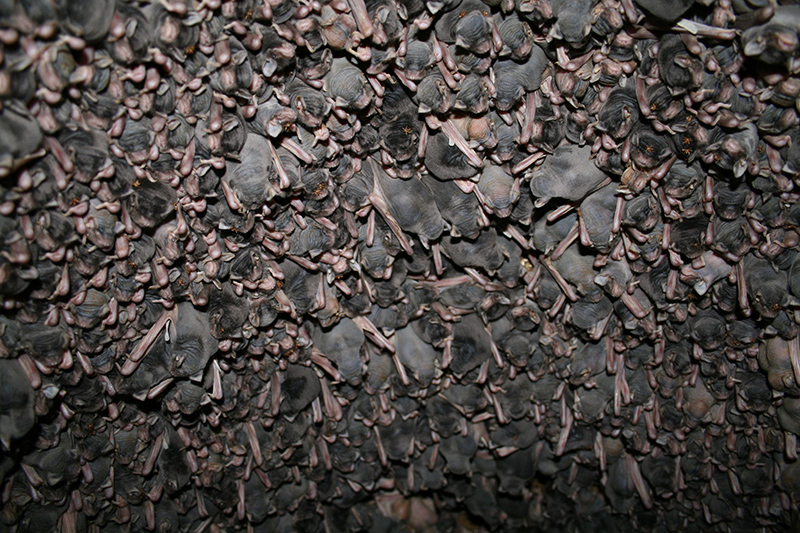 Disturbed microbat roost – Bat Conservation and Rescue QLD Inc