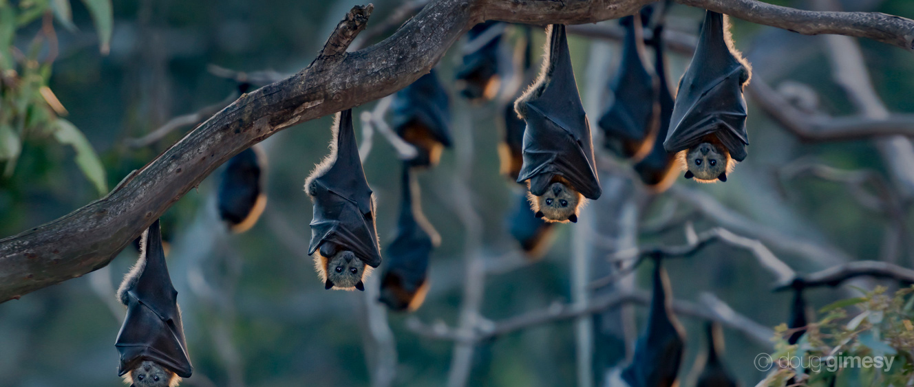 australian flying fox size